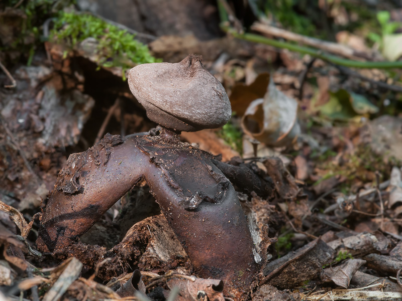 Geastrum fornicatum